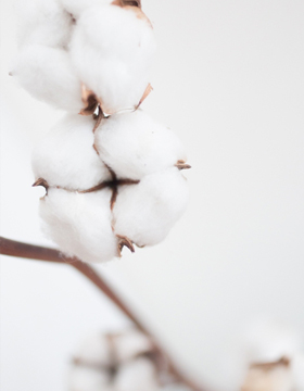 めん綿の種類と特徴