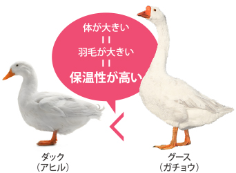 体が大きい＝羽毛が大きい＝保温性が高い